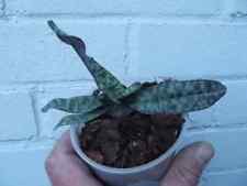 Rare Paphiopedilum vietnamense