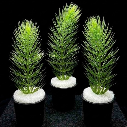 Hornwort mini pots x10 - x5, /