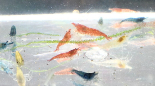 Culls neocaridina shrimp - 20+2,