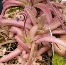 Pinguicula Agnata El Lobo x