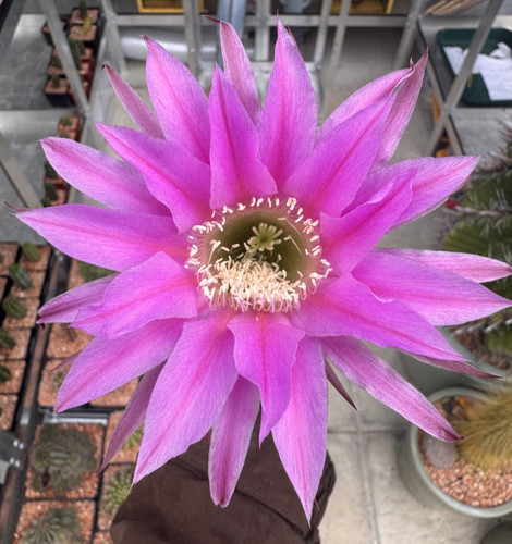 One only large - one, flowered