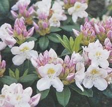 Rhododendron Hardy Hybrid