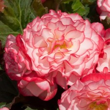 Begonia 'Nonstop Petticoat' -