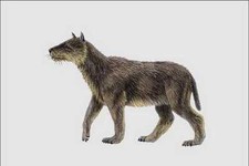 684030 Hemicyon Mammal Miocene