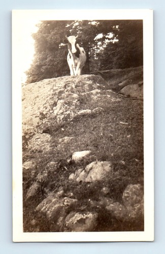 Old vintage photo - vintage,