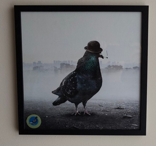 Pigeon