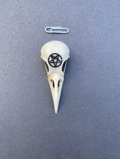 Genuine Crow skull pentagram animal bones witchcraft protection