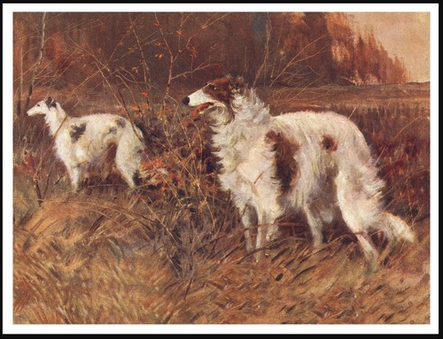 Borzoi dogs dog art print - dogs,