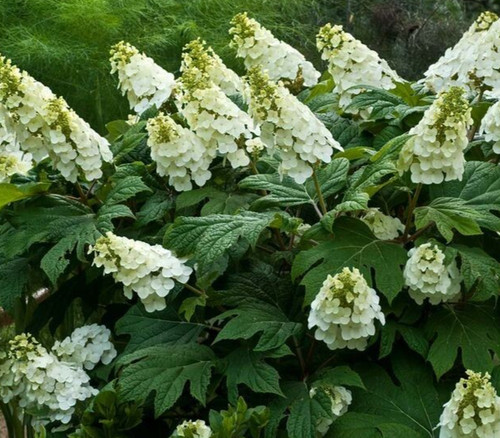 Hydrangea querc alice - 2,