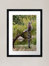Ring-tailed lemur Framed Art