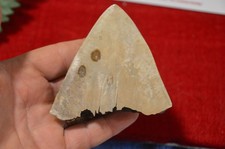 LOVELY BIG  GENUINE  MEGALODON SHARK TOOTH, BEST VALUE MEGS ,U.K #DB227