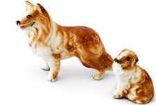 Miniature Border Collie Dogs