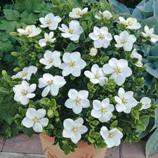 Hardy Gardenia Kleim's Hardy, Fragrant White Blooms, Evergreen Shrub, 2 x 9cm