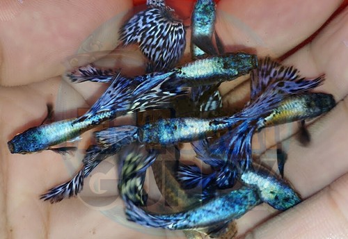 Trio live aquarium - 1,