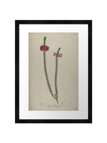 Botanical framed wall art - wall,