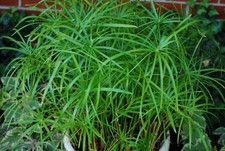 Cyperus alternifolius umbrella - cyperus,
