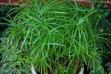 Cyperus alternifolius Umbrella Pond marginal Plant / House plant