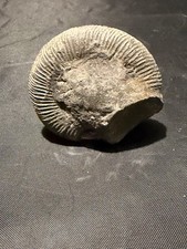 Genuine Whitby Ammonite Fossil