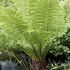 Tree Fern Plant - 40-50cm In Height - Dicksonia Antarctica in 17cm pot