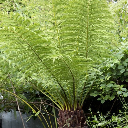 Tree fern plant 17cm pot - 17cm,