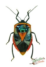 Giant Man faced shield bug
