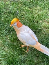 6 Peach Golden pheasant