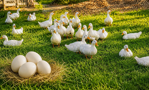Free ranging pekin duck - 4+,