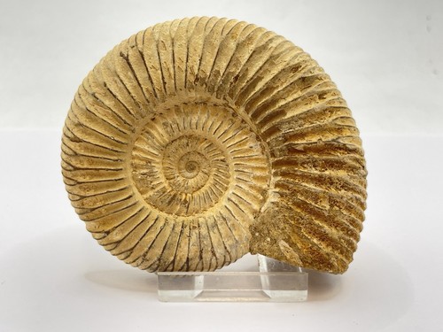Middle late jurassic period - to,