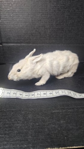 Natural tiny bunny funny - natural,