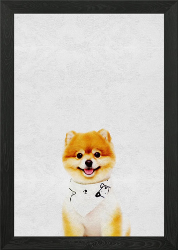 Pet cute puppy - pet, pomeranian