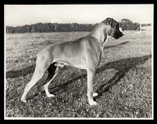 BOXER DOG Black & White Real