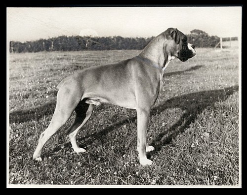 Boxer dog black white - dog, real