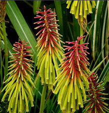 Red Hot Poker Kniphofia Rufus