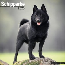 Schipperke 2026 Calendar