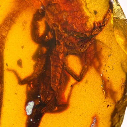Huge scorpion burmite - scorpion, /