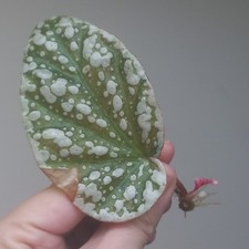 RARE - Begonia Snowcap PINK HIGHLY Variegated, 1-Leaf Cutting, Rooted w/Growth