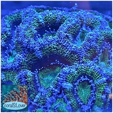 live coral Aussie Hulk Lord