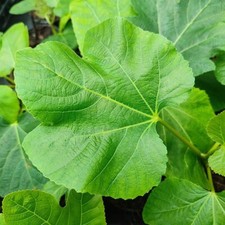 Ficus Carica White Marseilles