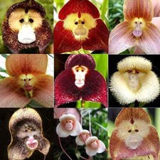 100 Cute Rare Seeds Monkey