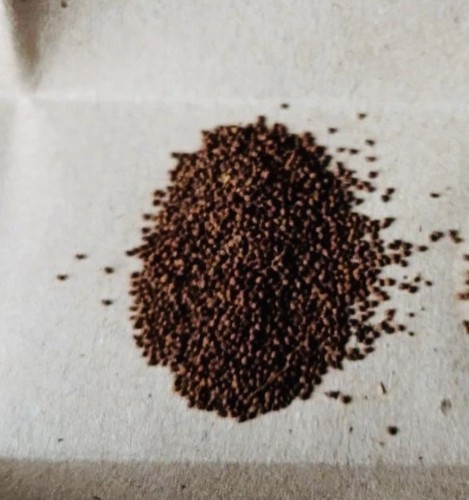 Golden virginia tobacco seeds - golden,