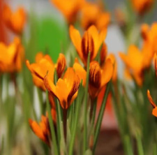 PICK & MIX 5/10/25 Premium BOTANICAL CROCUS BULBS RHS Advance PRE-ORDER BEE LOVE