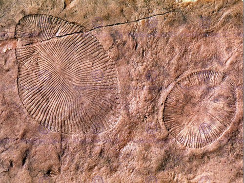 86157 archeology dickinsonia - 86157,