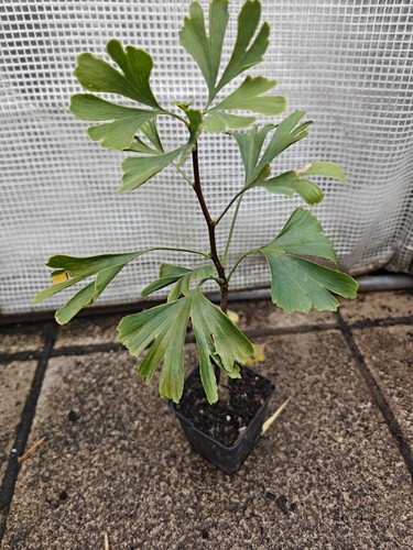 Ginkgo biloba maidenhair tree - ginkgo,