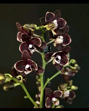 Phalaenopsis "Bannana