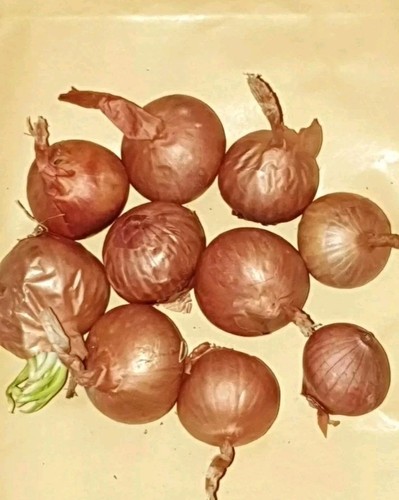 Red sun onion - 12,