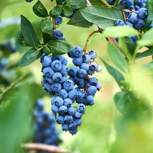 Blueberry bush bluecrop - blueberry,