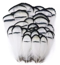 20pcs Lady Amherst 4-8cm Black