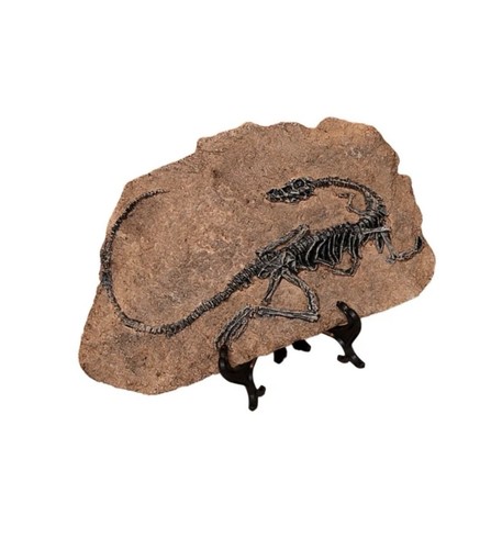Resin dinosaur fossil - dinosaur,