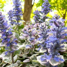 Ajuga Burgundy Glow Bare Root