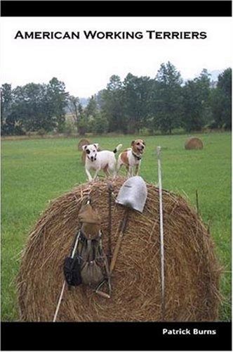 American working terriers - working,